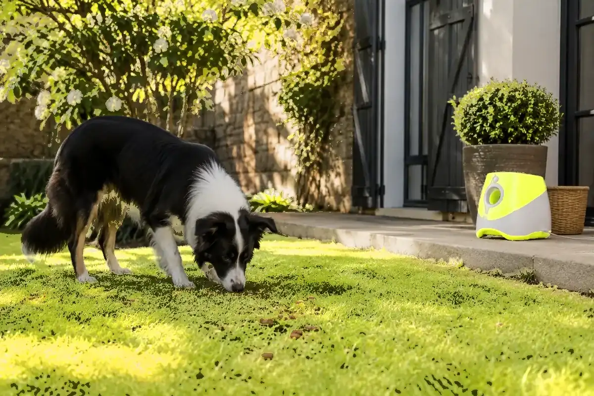 A dog searching for scattered kibble in the grass of a small garden